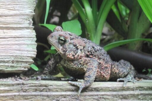 a toad sitting on a wooden fence with green grass in the background