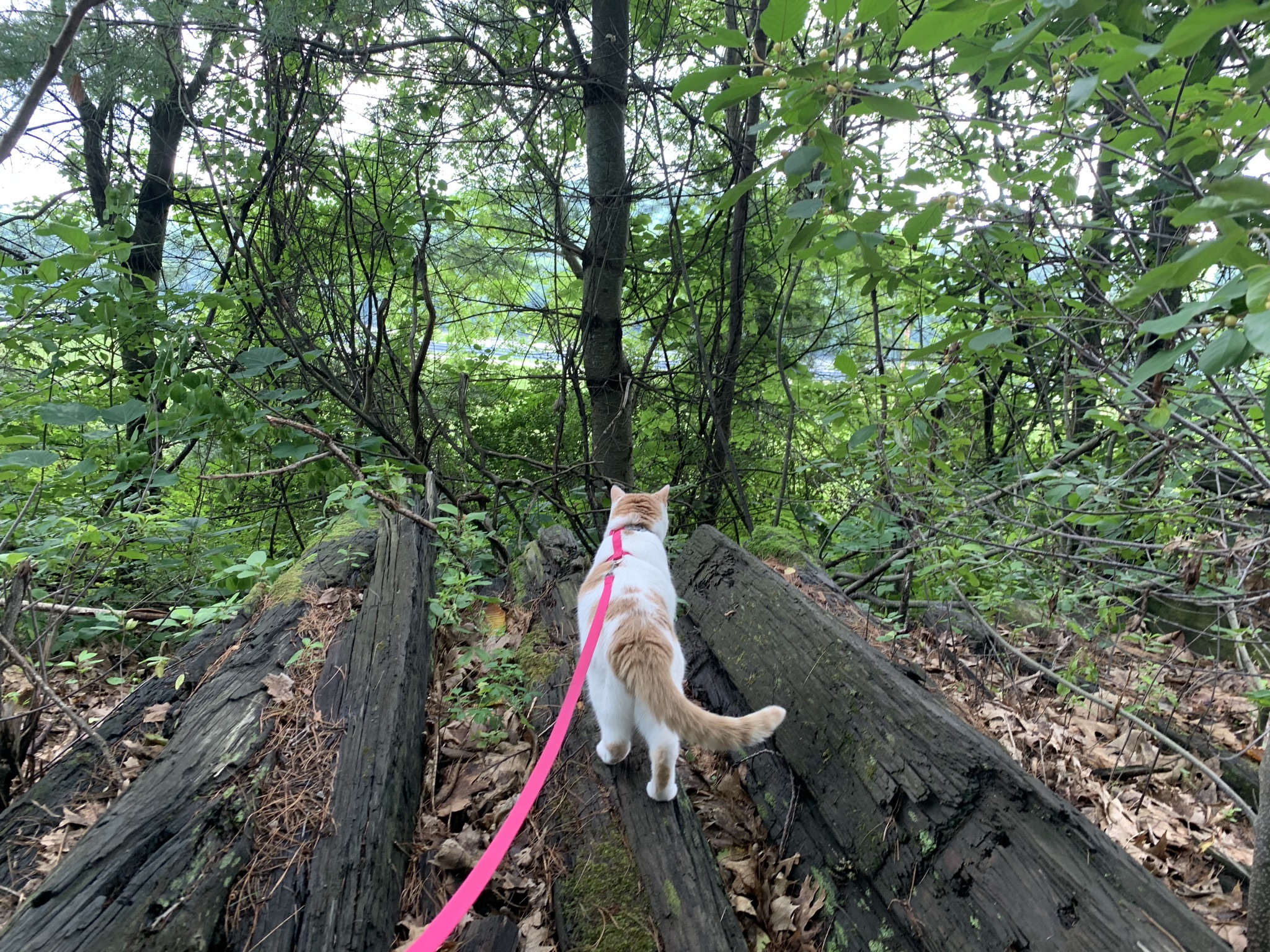 A white and orange cat on a pink leash walks on railroad ties stacked in a pile in front of a dense background of green foliage